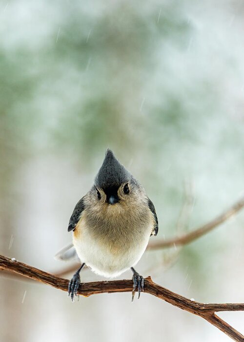 Animal Greeting Card featuring the photograph Cute Tufted Titmouse by Oscar Gutierrez