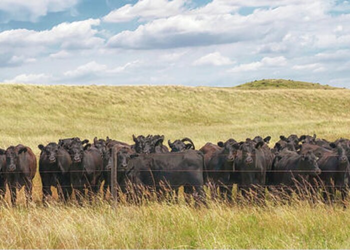 Nebraska Sandhills Greeting Card featuring the photograph Curious Cattle - Sandhills Journey by Susan Rissi Tregoning