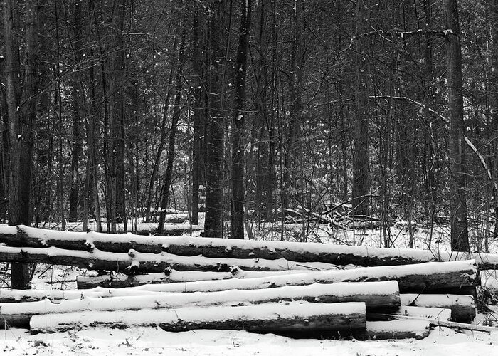 Black And White Greeting Card featuring the photograph Cut logs in Simcoe County Forest by James Canning