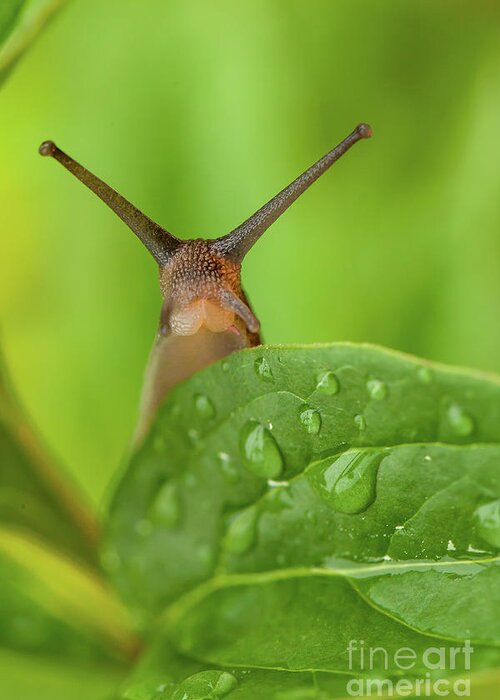 Garden Greeting Card featuring the photograph Cute garden snail long tentacles on leaf by Simon Bratt