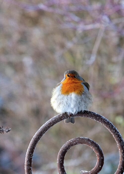 Robin Greeting Card featuring the photograph Cute little Robin on a frosty day by Karen Kaspar