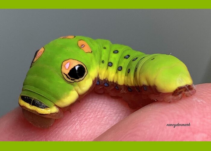 Spicebush Swallowtail Greeting Card featuring the photograph Cutest Caterpillar Ever by Nancy Denmark