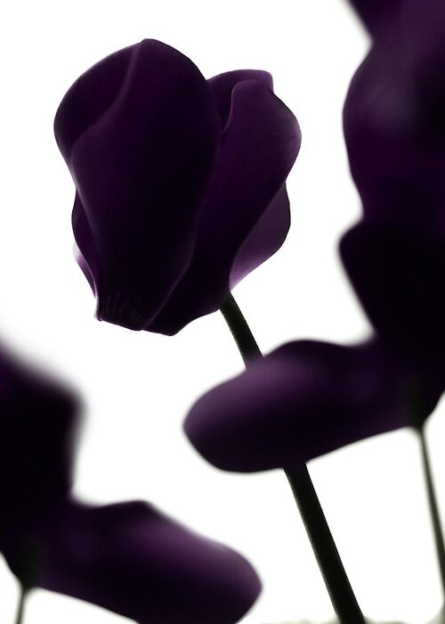 Cyclamen Greeting Card featuring the photograph Cyclamen in silouette by Al Fio Bonina