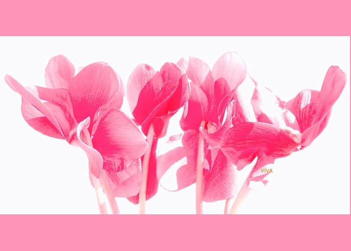 Cyclamen Greeting Card featuring the photograph Cyclamen - RosyGlow by VIVA Anderson