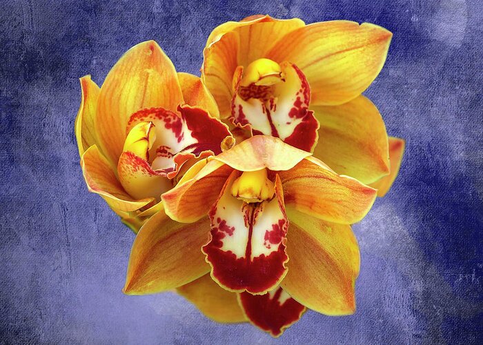 Cymbidium Orchids Greeting Card featuring the photograph Cymbidium Orchids by Cate Franklyn