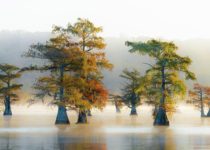 Benton Greeting Card featuring the photograph Cypress Morning by David Downs
