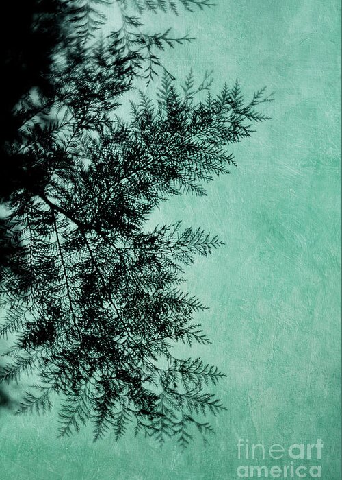 Branch Greeting Card featuring the photograph Cypress by Priska Wettstein