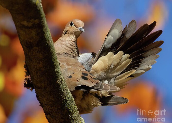Bird Greeting Card featuring the photograph My Inner Turkey by Chris Scroggins