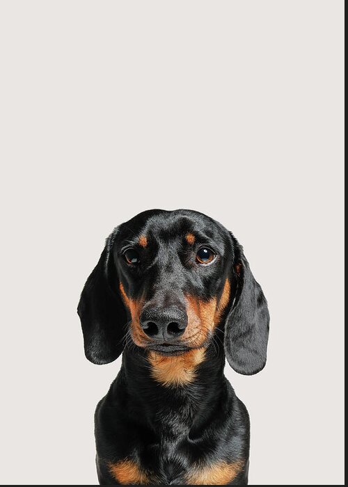 Dachshund Greeting Card featuring the photograph Dachshund Dog Portrait by Zoltan Toth