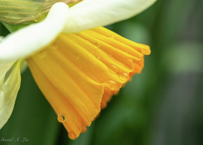 Flowers Greeting Card featuring the photograph Daffodil by David Lee