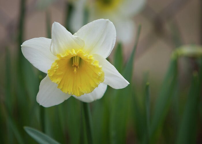 Daffodil Greeting Card featuring the photograph Daffodil_5985 by Rocco Leone