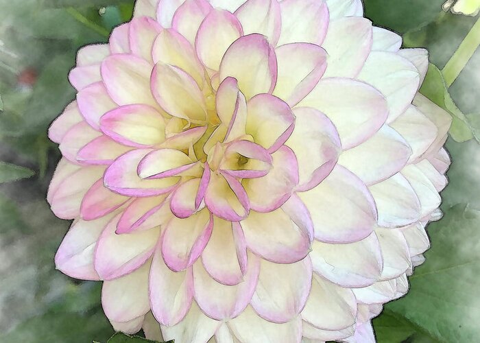 Floral Greeting Card featuring the digital art Dahlia Bloom Of Pink, Yellow And White by Kirt Tisdale