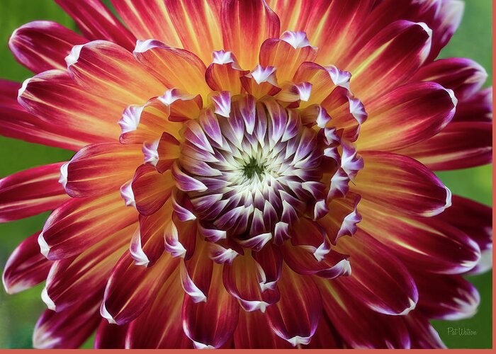 Akita Greeting Card featuring the photograph Dahlia Fireworks by Pat Watson