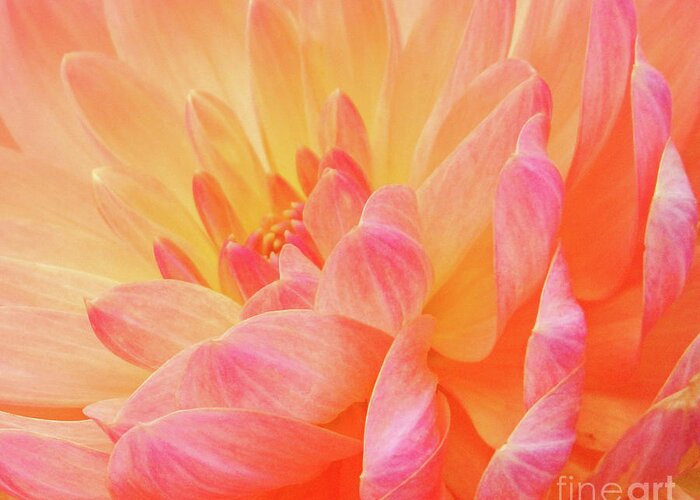 Florals Greeting Card featuring the photograph Dahlia - Floral Close Up by Rehna George