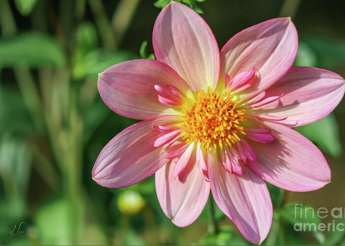 Dahlia Greeting Card featuring the photograph Dahlia Flower by D Lee