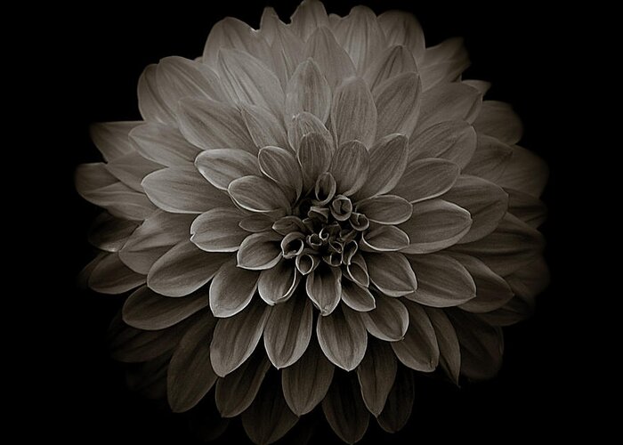 Art Greeting Card featuring the photograph Dahlia IV Square Sepia by Joan Han