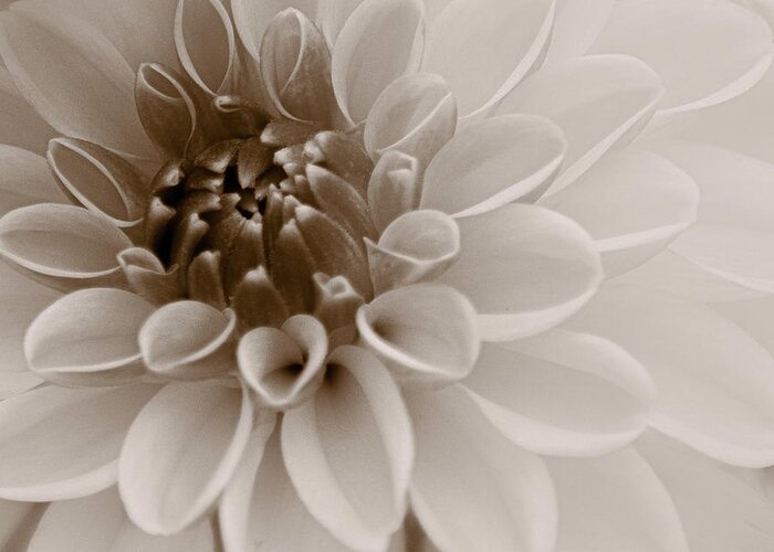 Art Greeting Card featuring the photograph Dahlia V Sepia by Joan Han