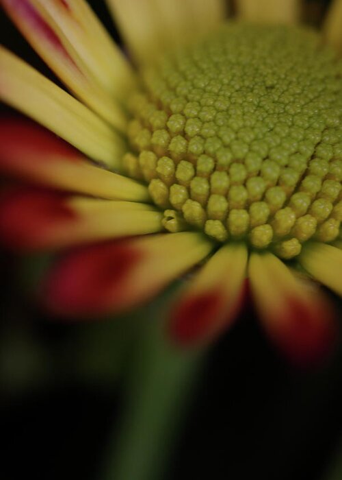 Macro Greeting Card featuring the photograph Daisy 6016 by Julie Powell