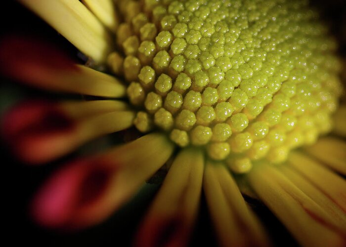 Macro Greeting Card featuring the photograph Daisy 6043 by Julie Powell