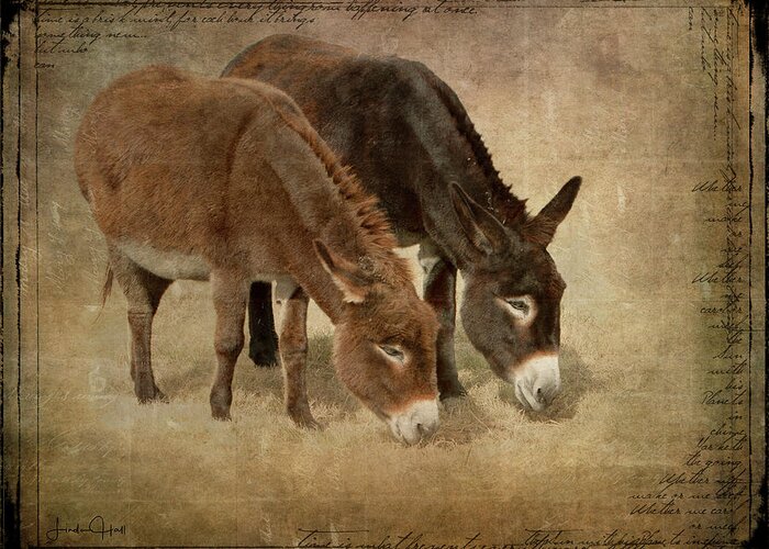 Donkeys Greeting Card featuring the digital art Daisy and Wilma by Linda Lee Hall