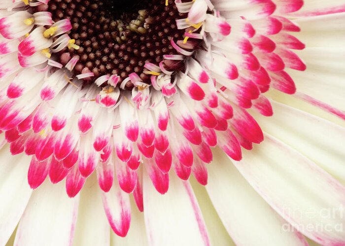 Abstracts Greeting Card featuring the photograph Daisy Dipped by Marilyn Cornwell