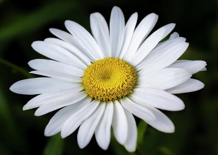 Daisy Greeting Card featuring the photograph Daisy Flower by Gary Geddes