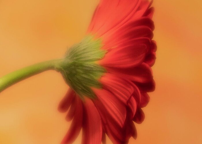 Gerber Daisy Greeting Card featuring the photograph Daisy In Repose by Forest Floor Photography