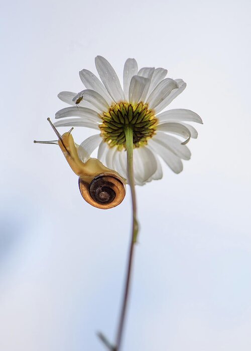 Snail Greeting Card featuring the photograph Daisy with friends by Naomi Maya