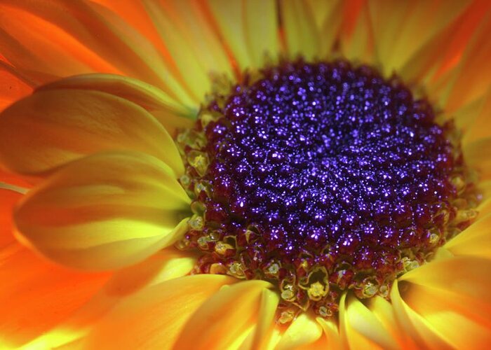 Daisy Greeting Card featuring the photograph Daisy Yellow Orange by Julie Powell