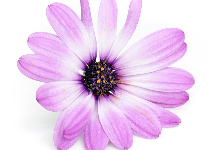 Flower Greeting Card featuring the photograph Daisybush Osteospermum barberiae flowerhead by Viktor Wallon-Hars