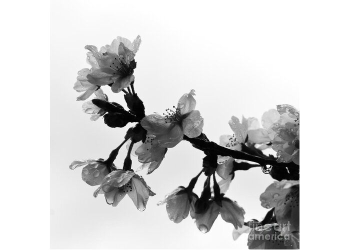 Cherry Blossoms Greeting Card featuring the photograph Damaged by Fantasy Seasons