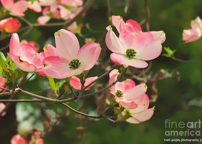 Easter Greeting Card featuring the photograph Dance Of The Dogwood by Tami Quigley