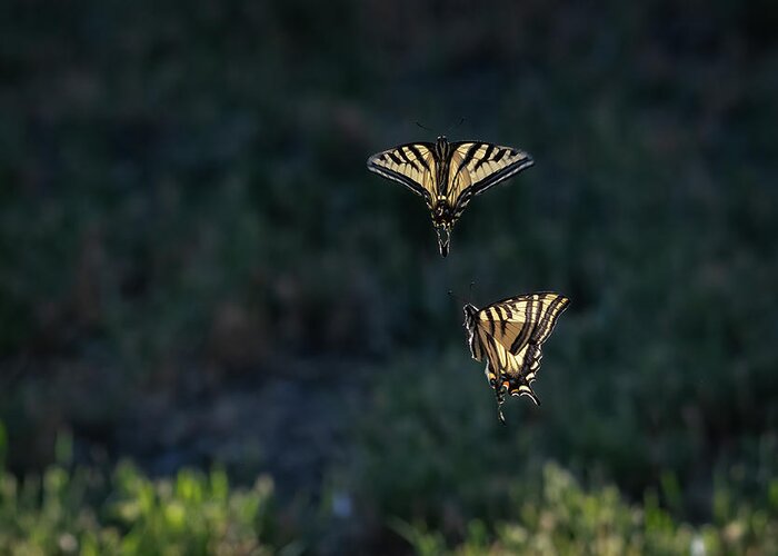 Swallowtail Greeting Card featuring the photograph Dance of the Swallowtails 3 by Rick Mosher
