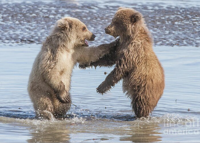 Bear Greeting Card featuring the photograph Dancing Bears by Chris Scroggins