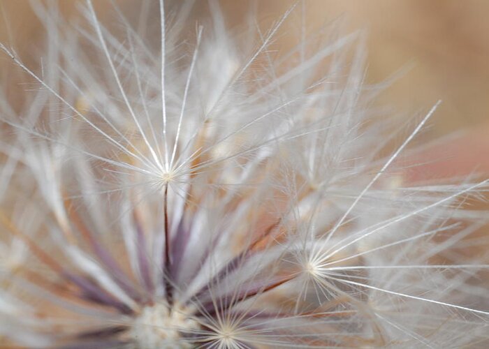 Nature Greeting Card featuring the photograph Dandelion 3 by Amy Fose