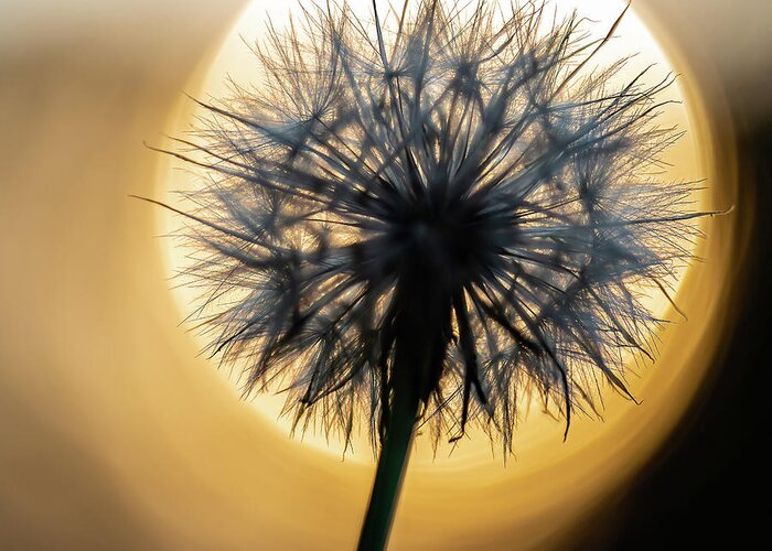 2020 Greeting Card featuring the photograph Dandelion and Sonne-3 by Charles Hite