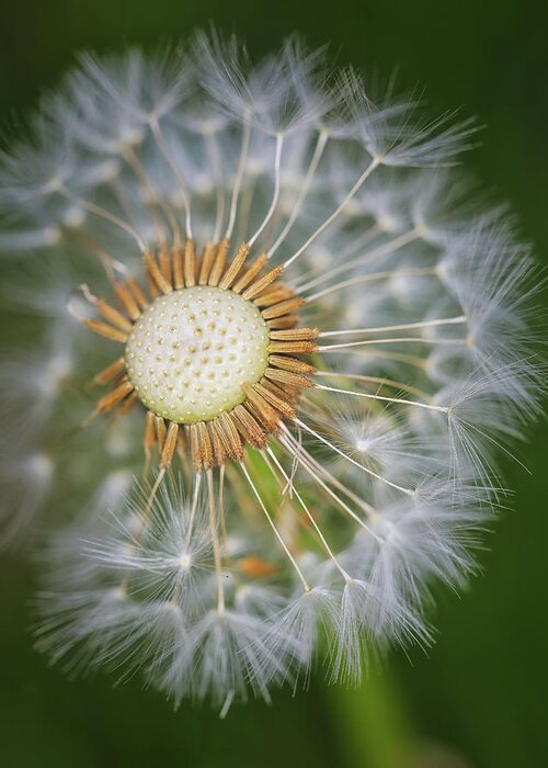 Dandelion Greeting Card featuring the photograph Dandelion In Macro by Scott Burd