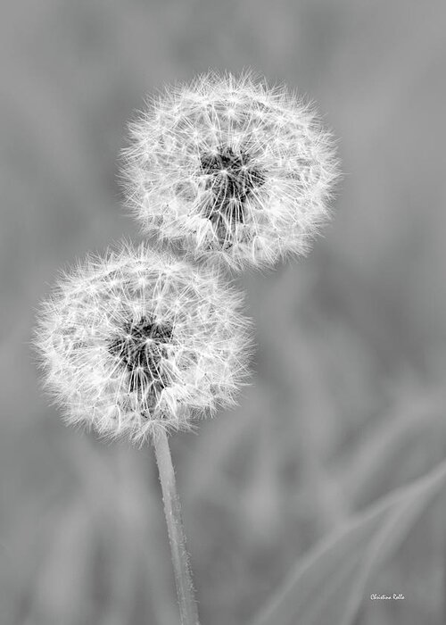 Dandelions Greeting Card featuring the photograph Dandelion Puffs Black And White by Christina Rollo