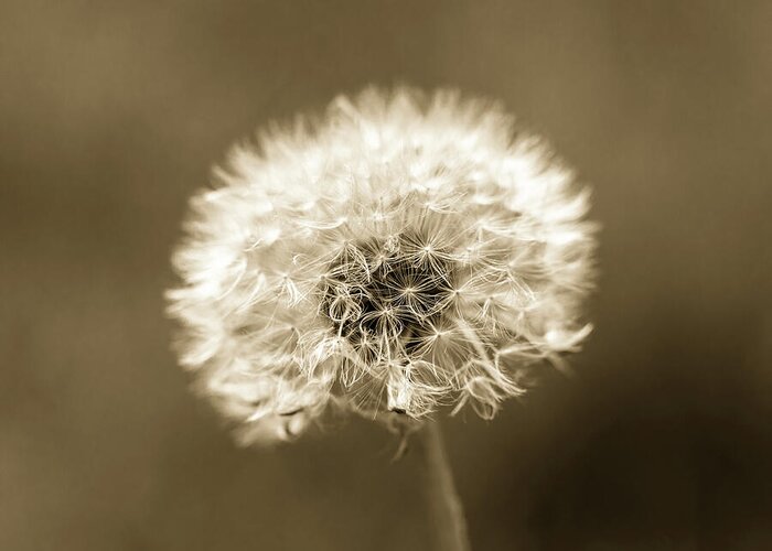 Dandelion Greeting Card featuring the photograph Dandelion Seed Head Brown Tone by Tanya C Smith