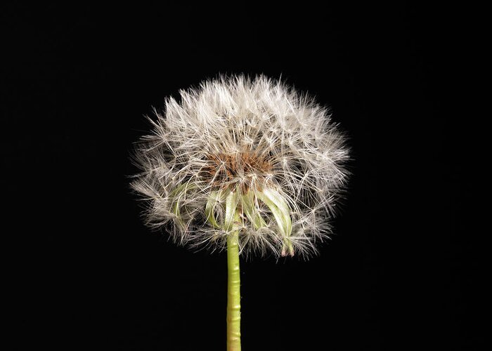 Dandelion Greeting Card featuring the photograph Dandelion Seeds on Black by Amelia Pearn