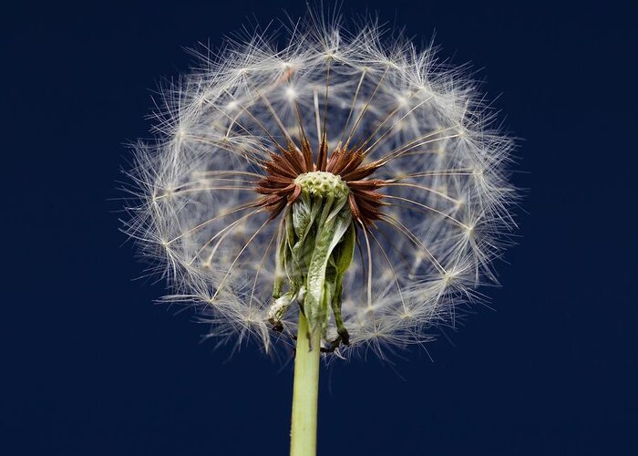 Yard Greeting Card featuring the photograph Dandelion Two by Kevin Craft