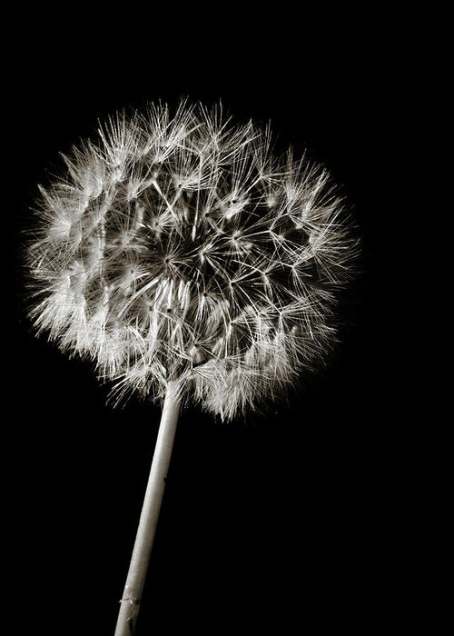 Dandelion Greeting Card featuring the photograph Dandelion Wld Flower 217.2107 by M K Miller