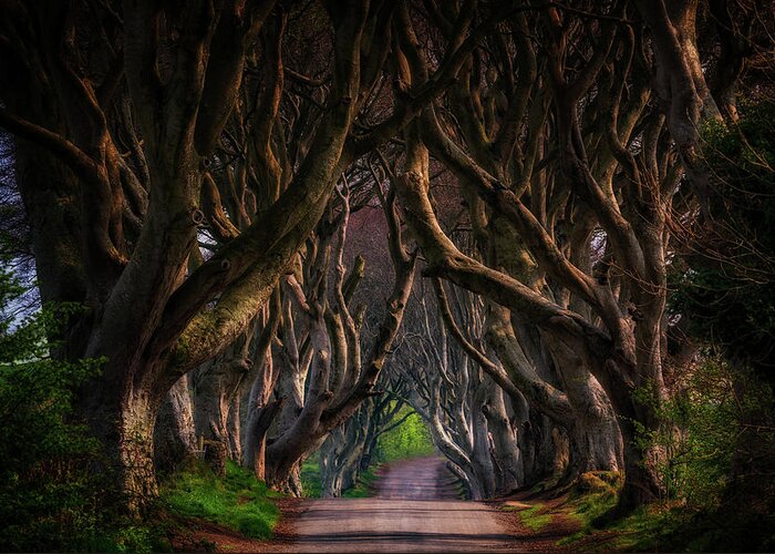 Northern Ireland Greeting Card featuring the photograph Dark Hedges #2 by Framing Places