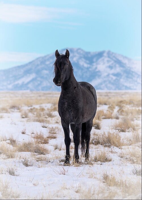 Horse Greeting Card featuring the photograph Dark Horse Blue Sky and Snow by Dirk Johnson