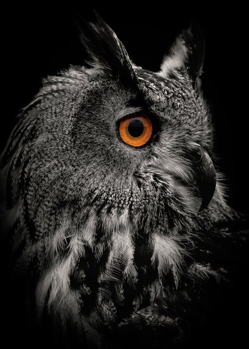 Portrait Greeting Card featuring the digital art Dark portrait eagle owl in black and white by Marjolein Van Middelkoop