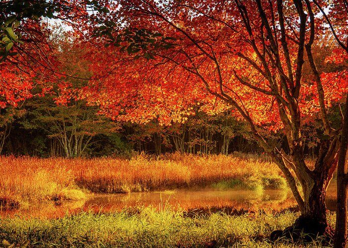 Rhode Island Fall Foliage Greeting Card featuring the photograph Dawn lighting Rhode Island fall colors by Jeff Folger