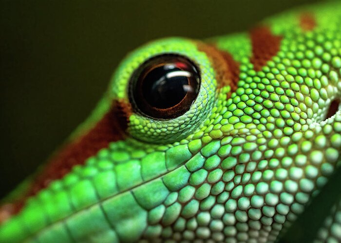 Day Gecko Greeting Card featuring the photograph Day Gecko Macro by Wesley Aston