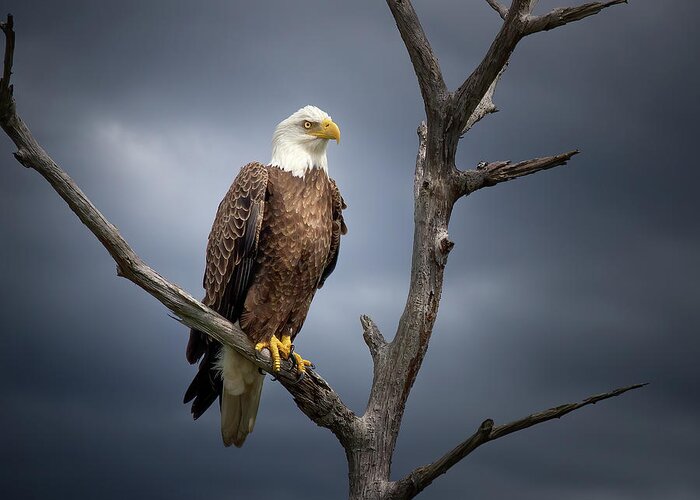 Eagle Greeting Card featuring the photograph Day of the Eagle by Mark Andrew Thomas