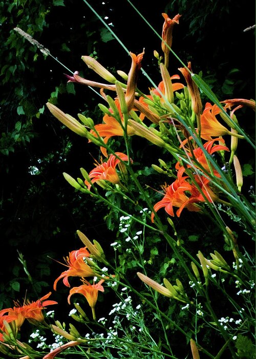 Faa Greeting Card featuring the photograph Daylilies 2 by Lee Beuther