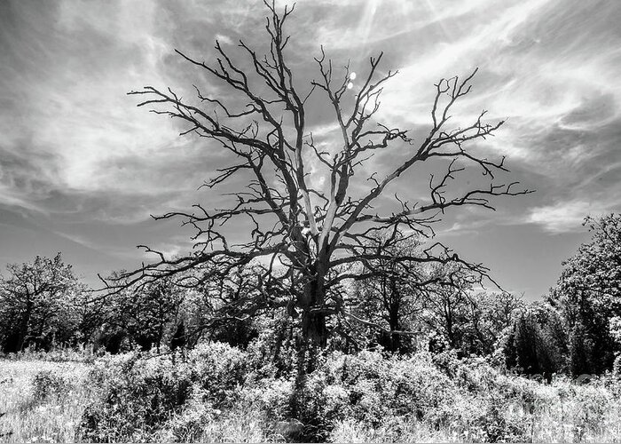 Tree Greeting Card featuring the photograph Dead Tree 2 by Elaine Berger